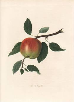 Item #25248 The Margit Apple. (print). William Hooker