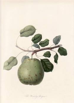 Item #25249 The Wormsley Bergamot Pear. (print). William Hooker