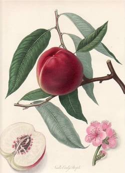 Item #25251 Neal's Early Purple Peach. (print). William Hooker
