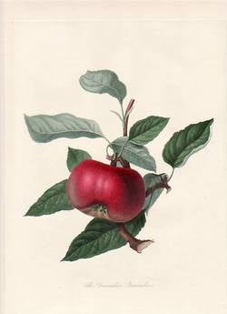 Item #25252 The Devonshire Quarenden Apple. (print). William Hooker