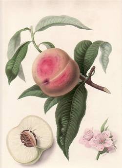 Item #25253 La Noblesse Peach. (print). William Hooker