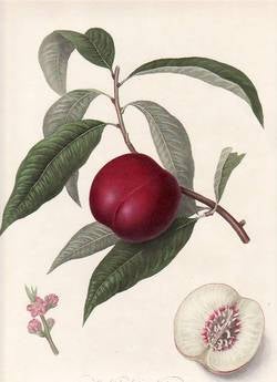 Item #25254 The Violet-native Nectarine (print). William Hooker
