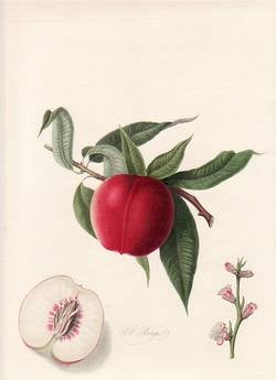 Item #25255 The El Rouge Nectarine. (print). William Hooker