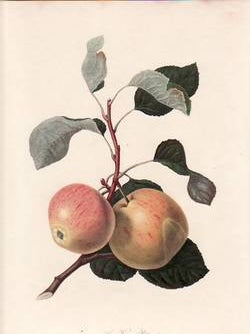 Item #25256 The Kerry Pippin. (print). William Hooker