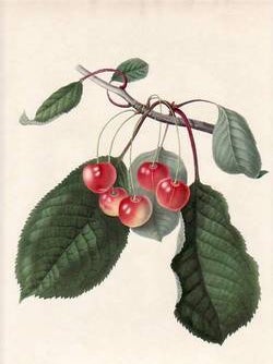 Item #25257 The Elton Cherry (print). William Hooker