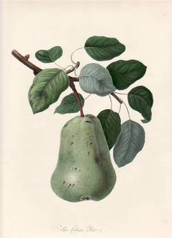 Item #25258 The Colmart Pear. (print). William Hooker.