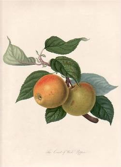 Item #25259 The Court Of Wick Pippin. (print). William Hooker