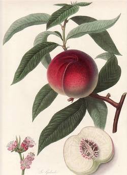 Item #25260 The Galande Peach. (print). William Hooker