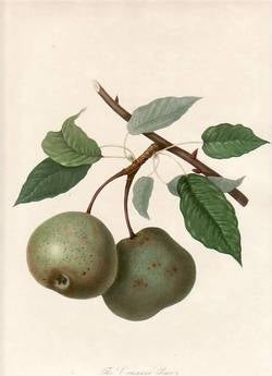 Item #25261 The Crasanne Pear. (print). William Hooker