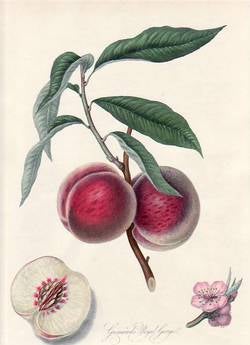 Item #25262 Grimwood's Royal George, or the Gross Mignonne Peach. (print). William Hooker