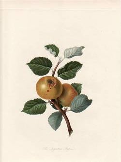 Item #25264 The Ingestrie Pippin. (print). William Hooker