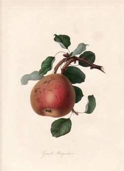 Item #25266 Gansell's Bergamot Pear. (print). William Hooker