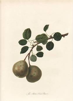 Item #25267 The Aston Town Pear (print). William Hooker