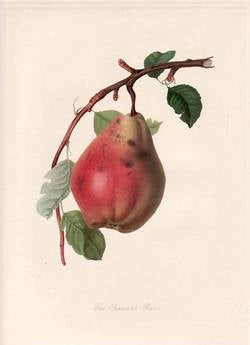 Item #25268 The Chaumontel Pear. (print). William Hooker