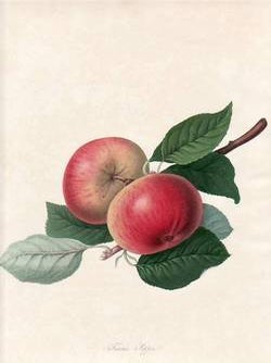 Item #25269 Fearn's Pippin (print). William Hooker