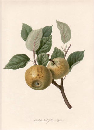 Item #25270 Hughes's New Golden Pippin. (print). William Hooker